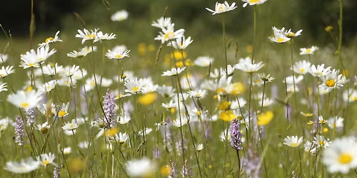 Marvellous Meadows Walk