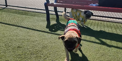 November 2025 Peninsula Pug  Meetup (Pugly Sweater Edition!) 