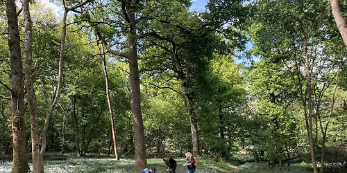 Woodland Plants - Identification and Survey