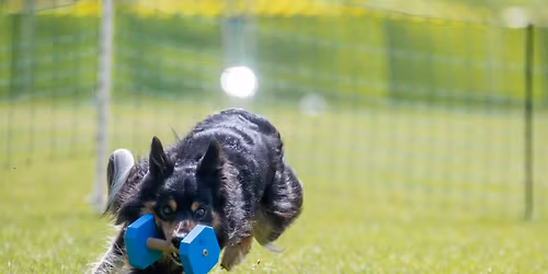 Treningowe przebiegi obedience