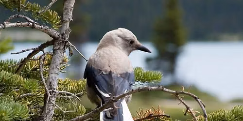 Bird Walk | Wilson Meadow, Flagstaff