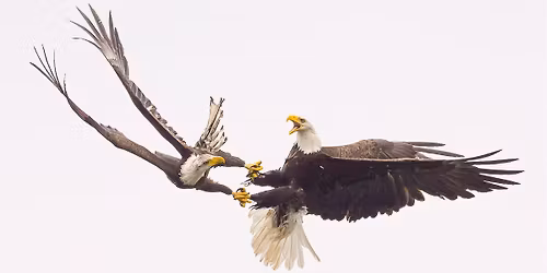Bald Eagle Photography Workshop