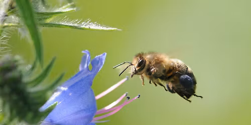 Responsible Beginners' Beekeeping