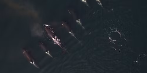 Raincoast Ocean Science Awards 2025