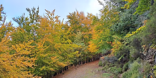 Caminhando na Rota das Faias - Serra da Estrela