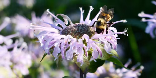 Nature Discovery Day: Insect Investigation