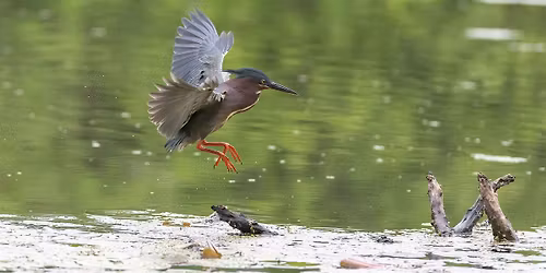 Patterson Park BioBlitz
