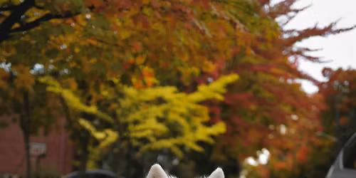 Henry's Ottawa: Fall Photo Walk