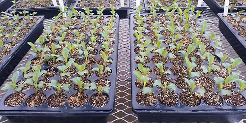 Learn to Grow: Start Your Garden From Seeds