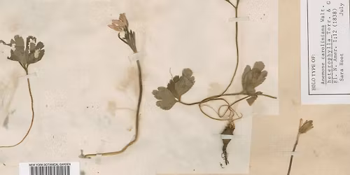 UARK Herbarium's 150th Anniversary Dinner