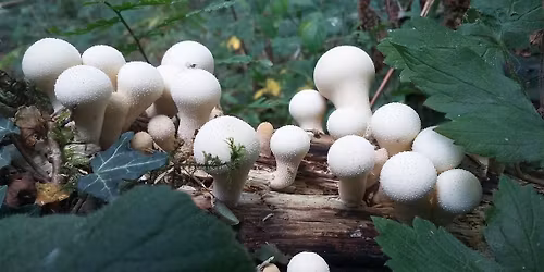 Canford Heath Fungi Foray