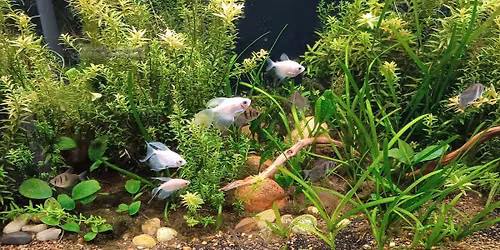 All Things Aquascaping