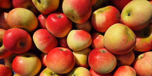 Apple Harvest Morning