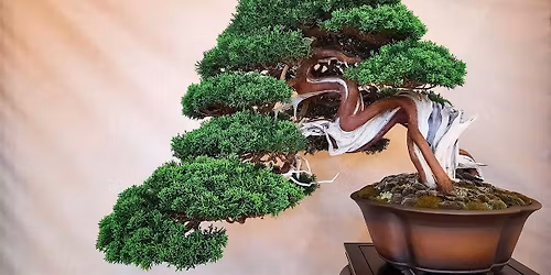 Bonsai Society Meeting - Introduction to Evergreen Trees