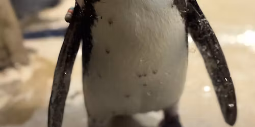 Penguin Awareness Day