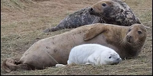 The Donna Nook grey seal colony talk with Matt Blissett
