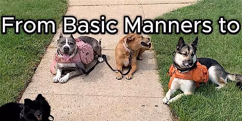 Bring Your Dog Problems! \u2014 Live Dog Training Class