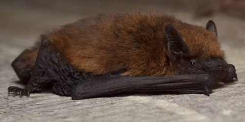Nuit de la chauve-souris \u00e0 l'Abbaye de Saint-Riquier