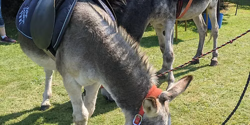Donkey Days