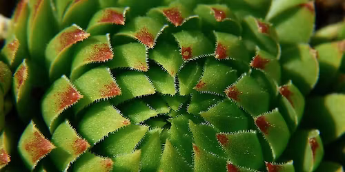 Plant Swap at Sunset Branch Library