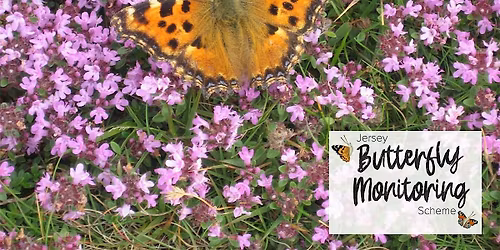 Jersey Butterfly Monitoring Scheme 2026