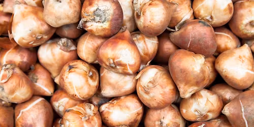 Spring Bulb Sale at the Botanical Gardens