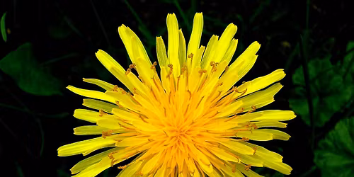 KNOW YOUR WEEDS PRESENTATION