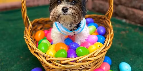 FREE Doggie Easter Egg Hunt - INDOORS!