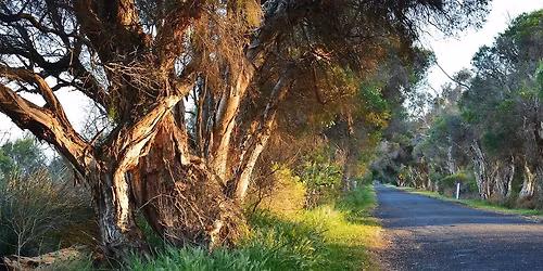 2026 True Blue Ultra