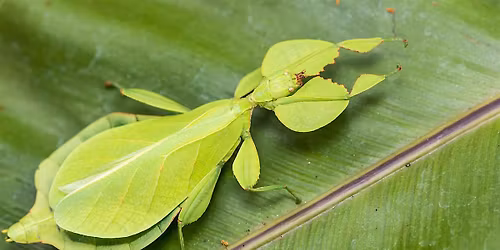Bugs, Butterflies, and Bees