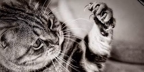 Nail Trims - BROWNSBURG