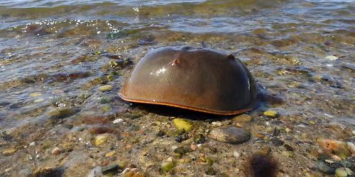 Horseshoe Crab Family Walk