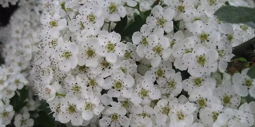 May Songs & Tunes, Lewes Saturday Folk Club