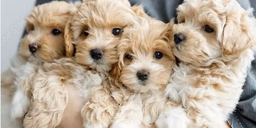 Oakville & Mississauga\u2019s  #1 Kid Friendly Puppy Yoga - Poodle Puppies