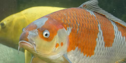 Dan Adams, Nutramare Koi Food, gives a presentation