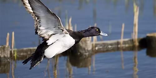 Sunday Morning Bird Walk: Winter Ducks at Wiley Slough