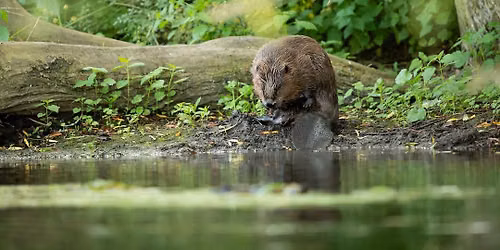 BEAVER TOUR AND TALK