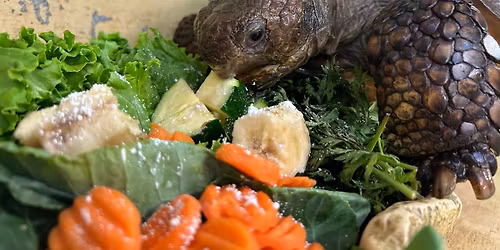 Florida Animals: Thanksgiving With the Animals 