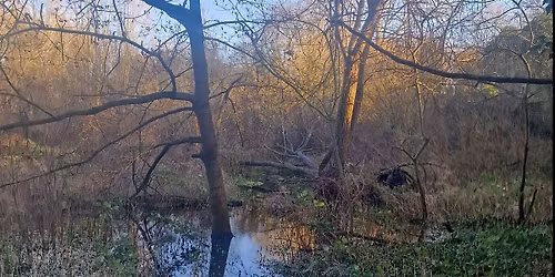 Celebrate National Tree Week at Tivoli Woods, Margate
