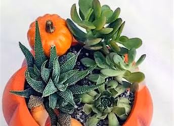 SIP & MAKE: Pumpkin Terrariums