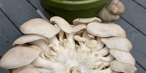 Oyster Mushroom Cultivation 101