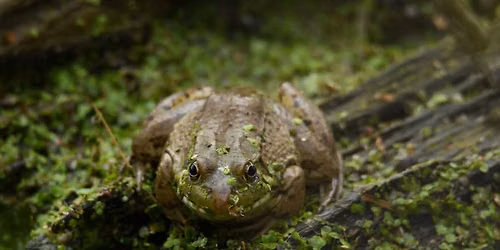 WonderKids: Frogs!