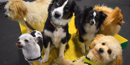Small Puppy Playgroup
