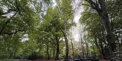Forest Bathing - A mindfulness based Nature Connection experience