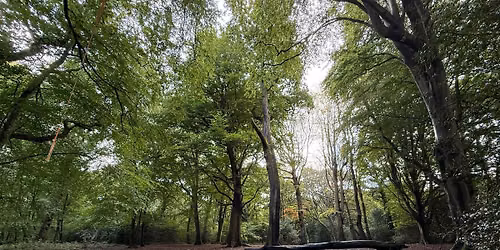 Forest Bathing - A mindfulness based Nature Connection experience