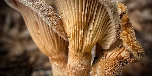 Swope Park Mushroom Foray: Swope it like it\u2019s hot. 