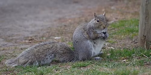 Nosey Nature Natter - An Introduction to Wildlife Tracks and Signs