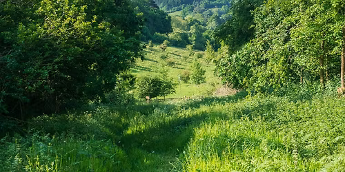Woolhope Work Party -Wessington Meadow