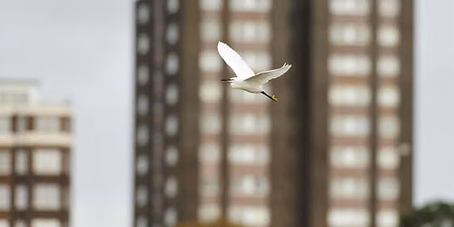 Urban Birds Walk & Talk