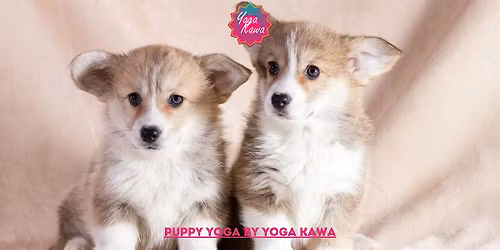 Puppy Yoga by Yoga Kawa Toronto Corgi